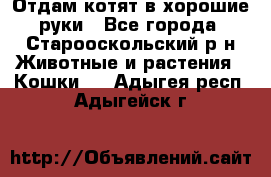 Отдам котят в хорошие руки - Все города, Старооскольский р-н Животные и растения » Кошки   . Адыгея респ.,Адыгейск г.